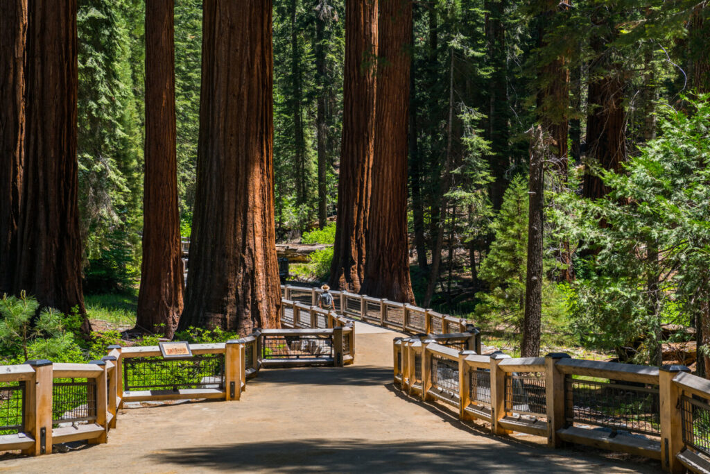 Yosemite Sequoia 