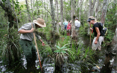 Swamp-walking in de Everglades bij Big Cypress National Preserve