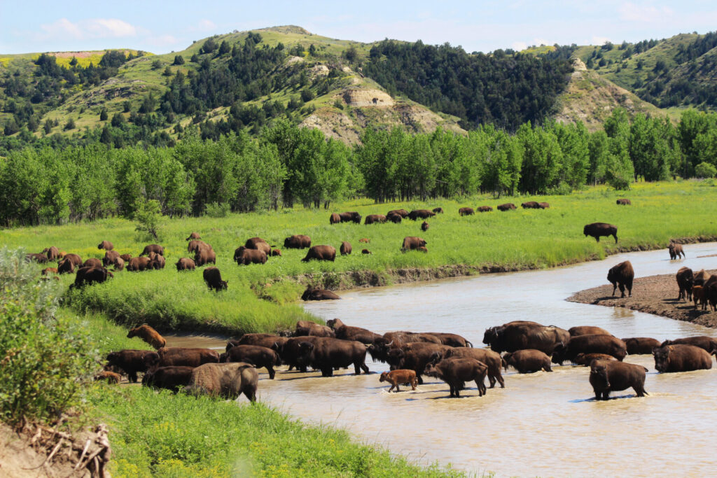 Bison crossing the river in Theodore Roosevelt
