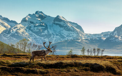 Ontdek het échte Alaska met Holland America Line