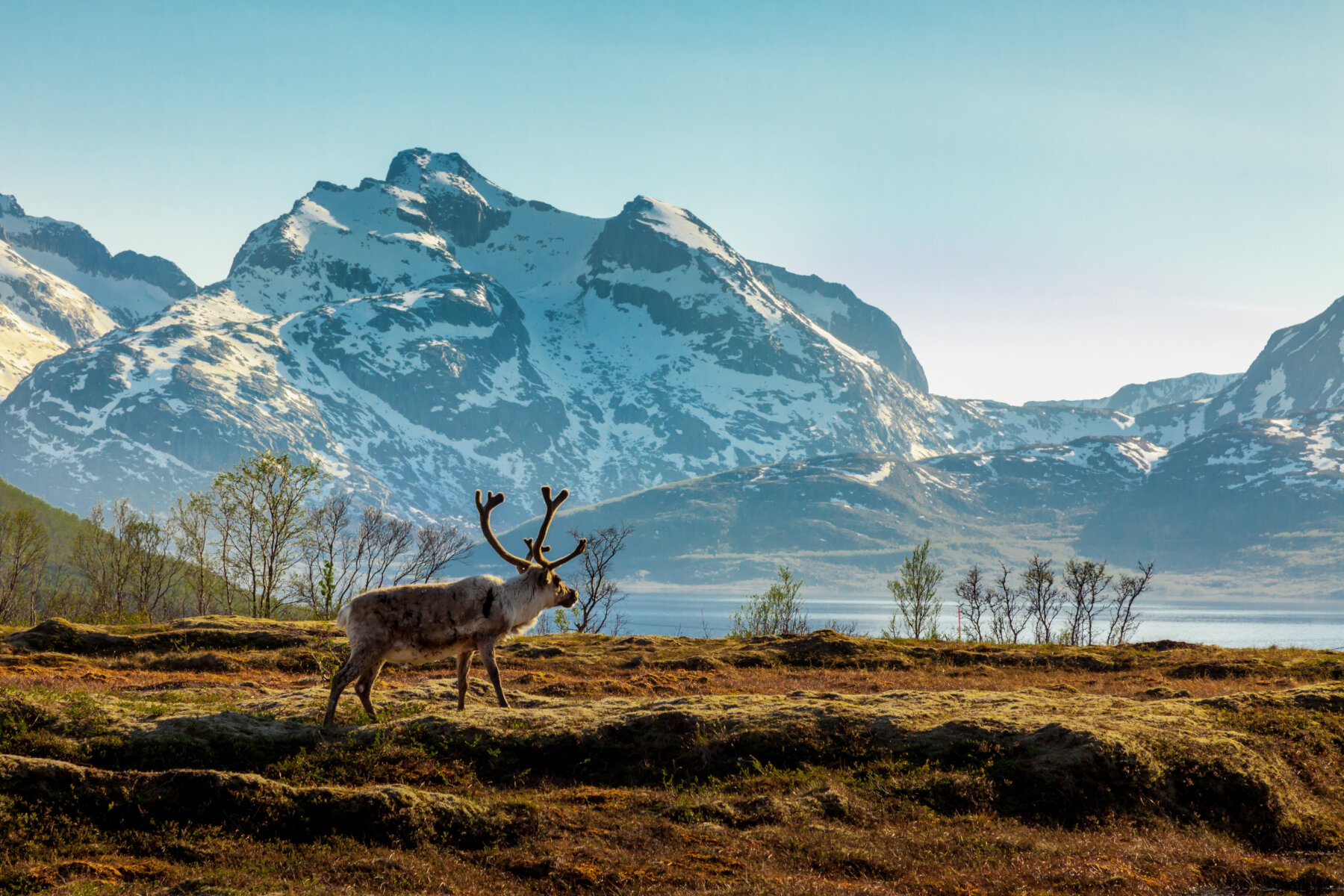 A reindeer on a background of the mountains