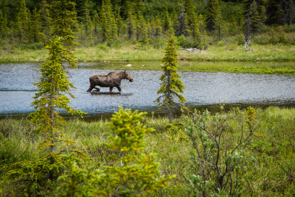 Denali moose