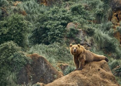 A beautiful shot of a large brown bear sitting on a rock in a forest