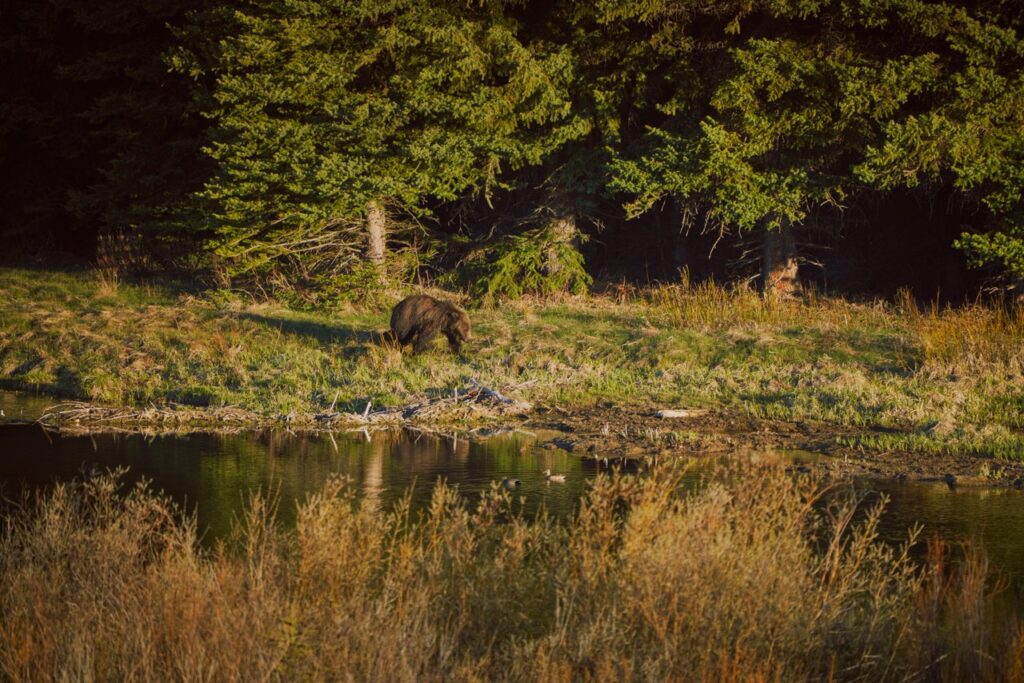 Wildlife-TetonCounty