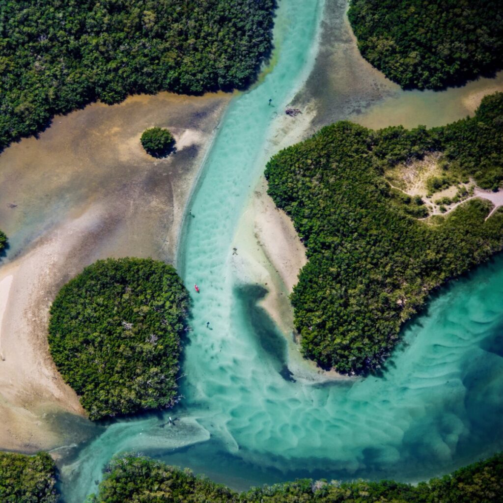Aerial View Of Trees By River
