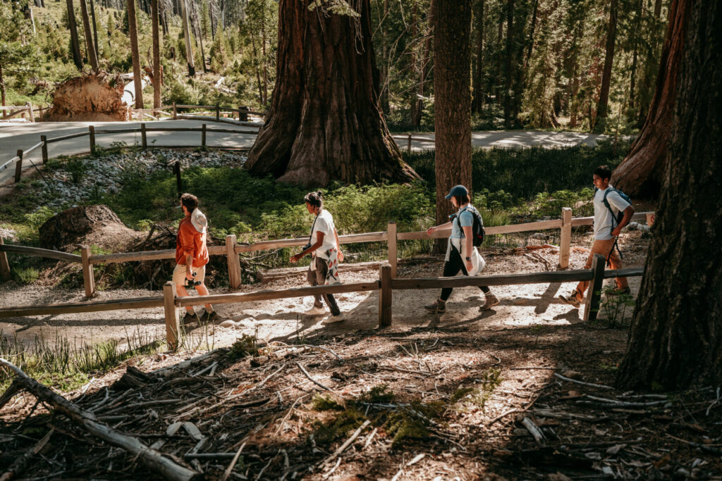 Mariposa Grove of Giant Sequoias Yosemite National Park CA 