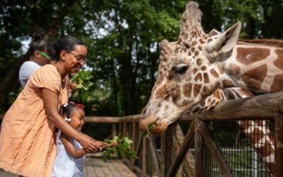 Activiteiten voor alle leeftijden in Memphis