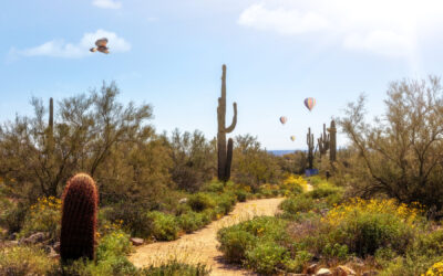 Van hoog in de lucht tot midden in de natuur