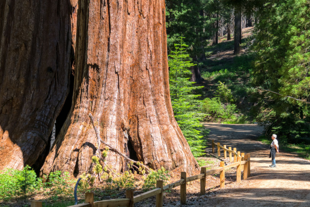 Mariposa Grove Zoom Background by Visit Yosemite Madera County
