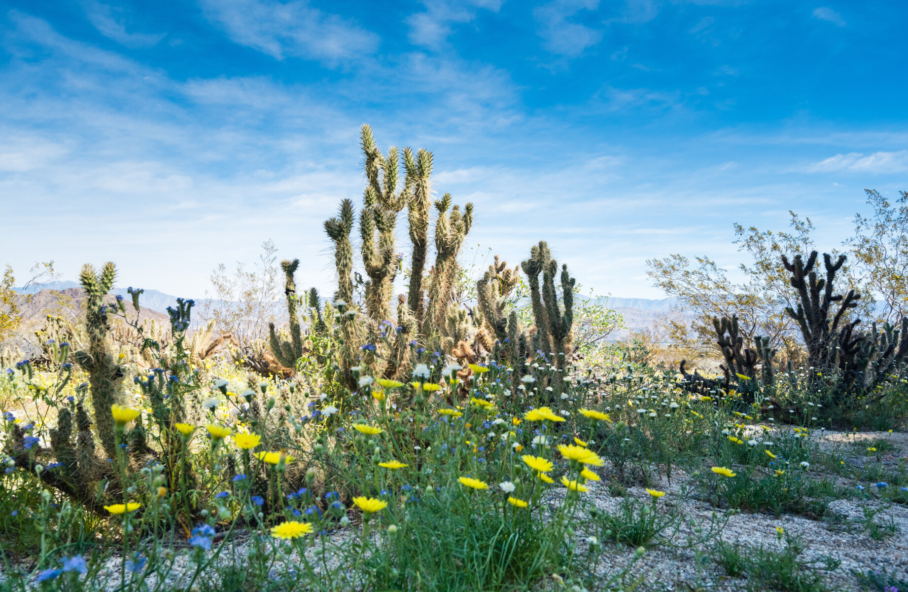 anza-borrego-desert-state-park-3
